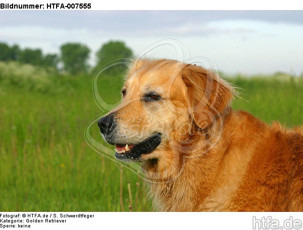 Golden Retriever / HTFA-007555