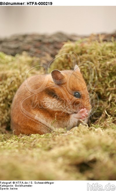 Goldhamster putzt sich / golden hamster is preening itself / HTFA-000219