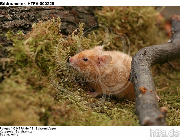 Goldhamster / golden hamster / HTFA-000228