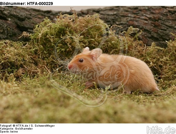 Goldhamster / golden hamster / HTFA-000229