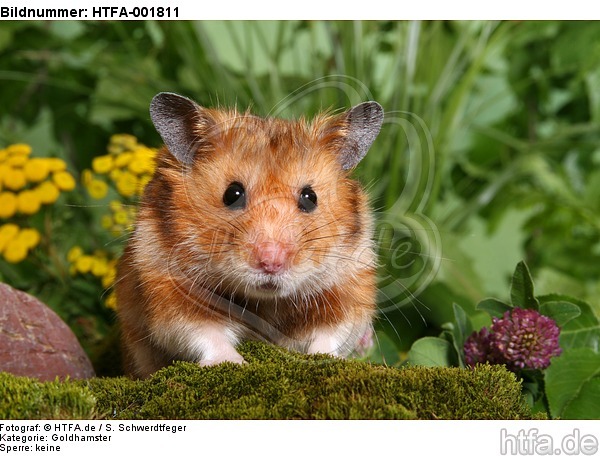 Goldhamster / golden hamster / HTFA-001811