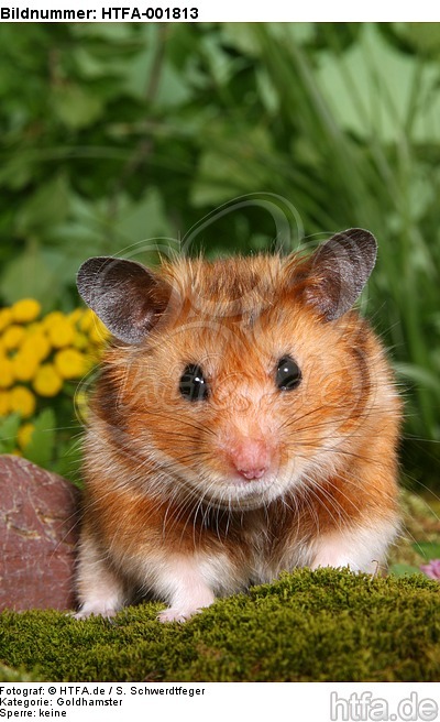 Goldhamster / golden hamster / HTFA-001813