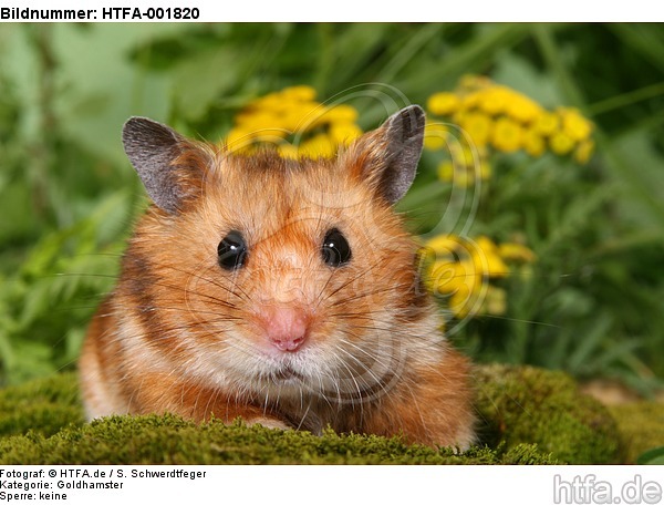 Goldhamster / golden hamster / HTFA-001820