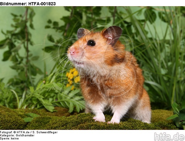 Goldhamster / golden hamster / HTFA-001823