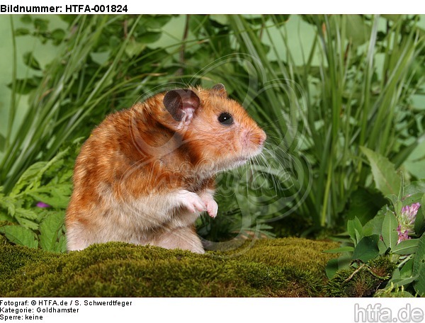 Goldhamster / golden hamster / HTFA-001824