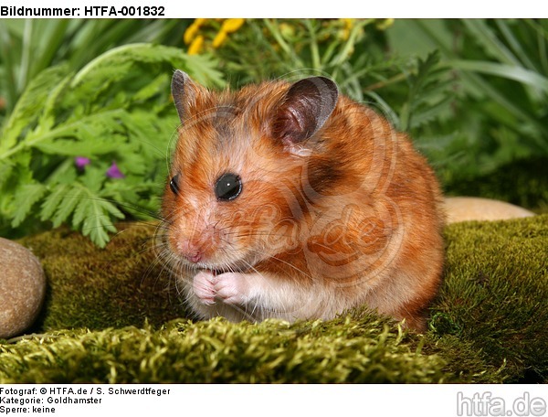 Goldhamster / golden hamster / HTFA-001832