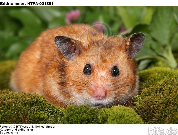 Goldhamster / golden hamster / HTFA-001851