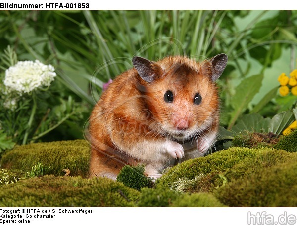 Goldhamster / golden hamster / HTFA-001853