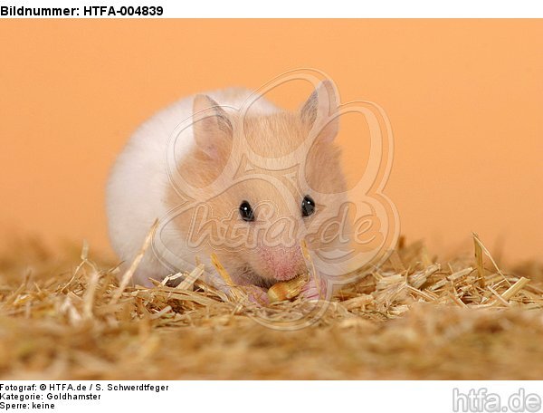 Goldhamster / golden hamster / HTFA-004839