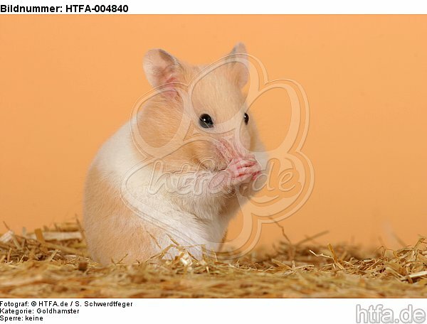 Goldhamster / golden hamster / HTFA-004840