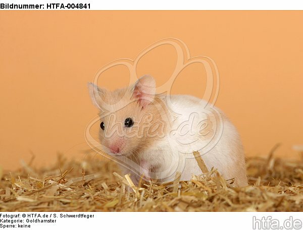 Goldhamster / golden hamster / HTFA-004841