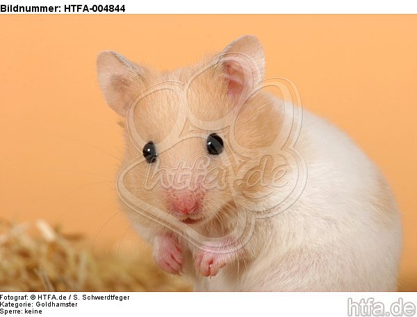 Goldhamster / golden hamster / HTFA-004844