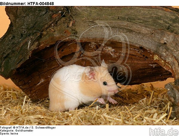 Goldhamster / golden hamster / HTFA-004848