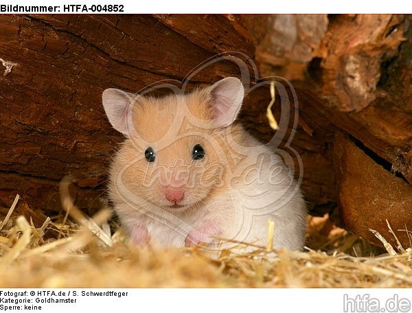 Goldhamster / golden hamster / HTFA-004852