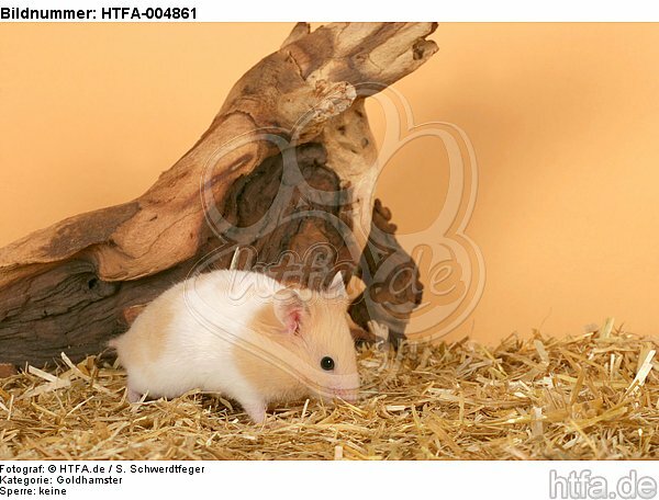 Goldhamster / golden hamster / HTFA-004861