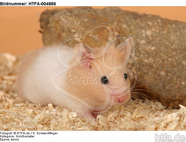 Goldhamster / golden hamster / HTFA-004866