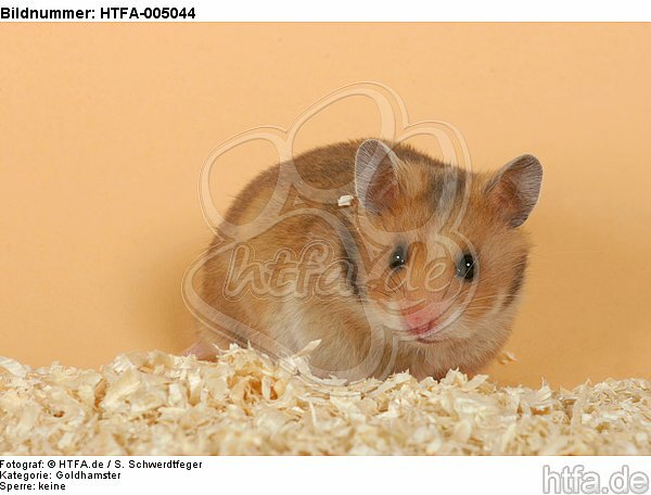 Goldhamster / golden hamster / HTFA-005044