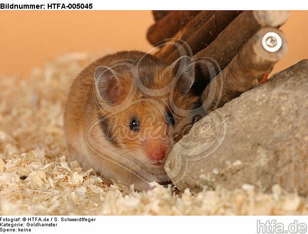 Goldhamster / golden hamster / HTFA-005045