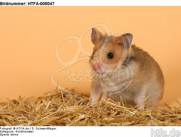 Goldhamster / golden hamster / HTFA-005047