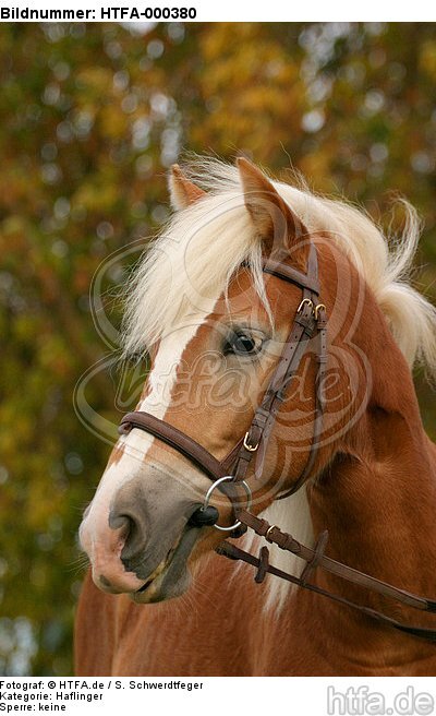 Haflinger Portrait / haflinger horse portrait / HTFA-000380