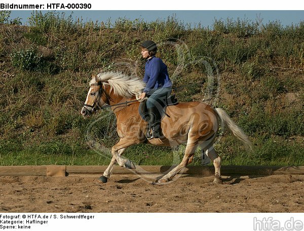 Mädchen reitet Haflinger / girl rides haflinger horse / HTFA-000390
