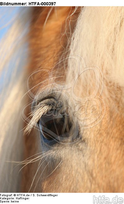 Haflinger Auge / haflinger horse eye / HTFA-000397