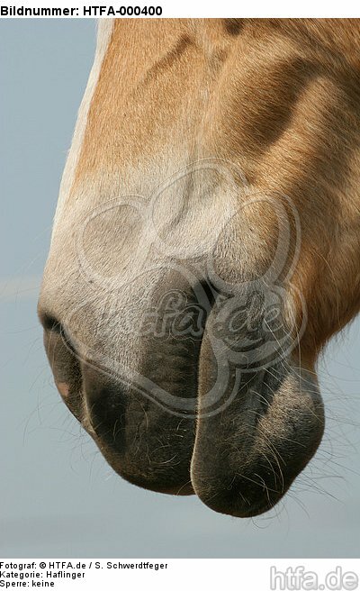 Haflinger Maul / haflinger horse mouth / HTFA-000400