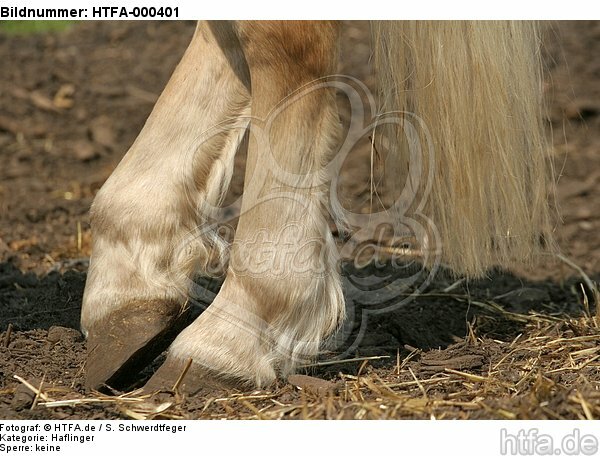 Haflinger Hufe / haflinger horse hoofs / HTFA-000401