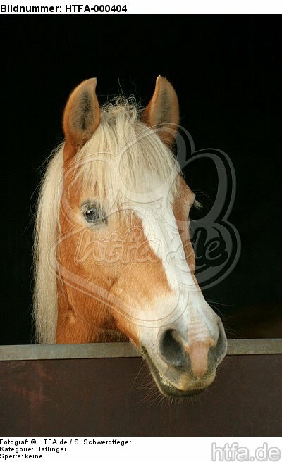Haflinger Portrait / haflinger horse portrait / HTFA-000404