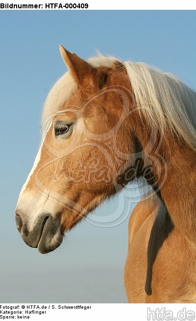 Haflinger Portrait / haflinger horse portrait / HTFA-000409