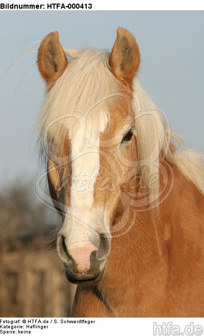 Haflinger Portrait / haflinger horse portrait / HTFA-000413