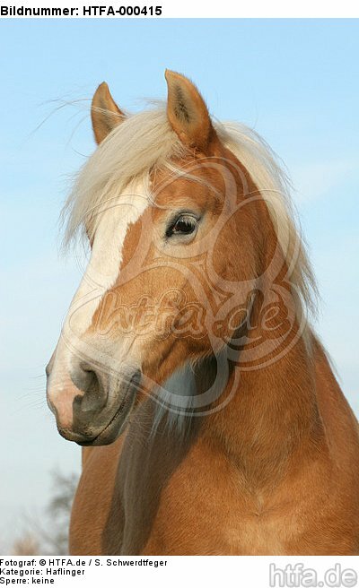 Haflinger Portrait / haflinger horse portrait / HTFA-000415