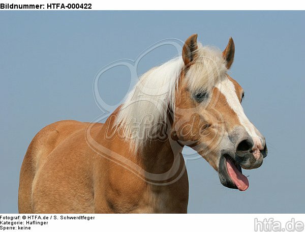 gähnender Haflinger / yawning haflinger horse / HTFA-000422