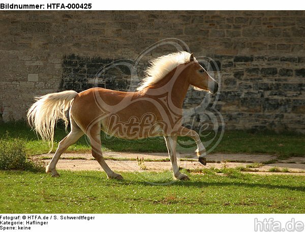 galoppierender Haflinger / galloping haflinger horse / HTFA-000425
