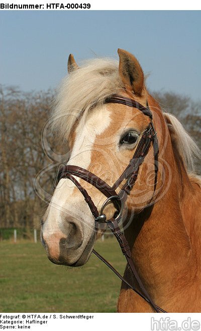 Haflinger Portrait / haflinger horse portrait / HTFA-000439