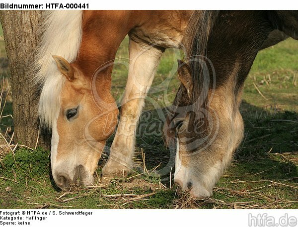 Haflinger und Deutsches Reitpony  / haflinger horse and pony / HTFA-000441