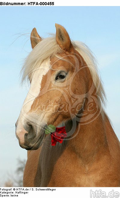 Haflinger mit Rose / haflinger horse with rose / HTFA-000455