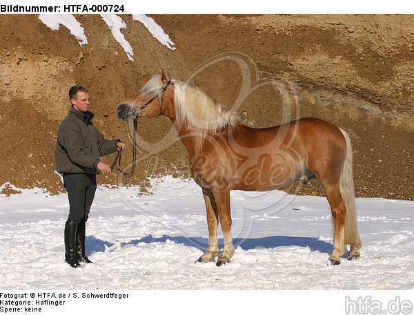 Haflinger Hengst / haflinger horse stallion / HTFA-000724