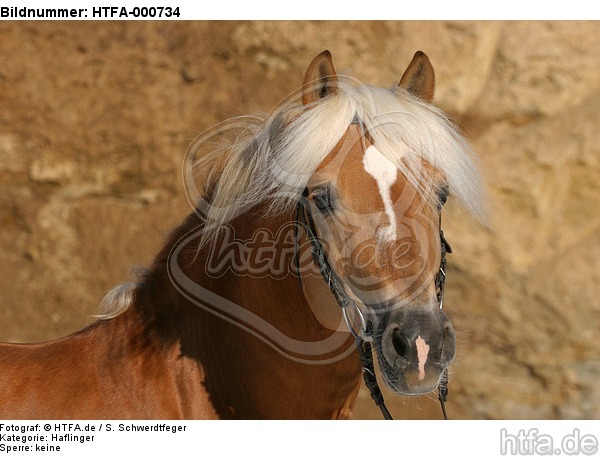 Haflinger Portrait / haflinger horse portrait / HTFA-000734