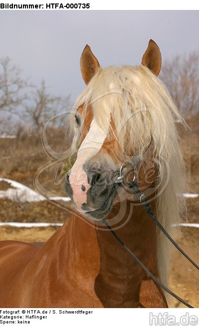 Haflinger Portrait / haflinger horse portrait / HTFA-000735
