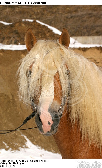 Haflinger Portrait / haflinger horse portrait / HTFA-000738