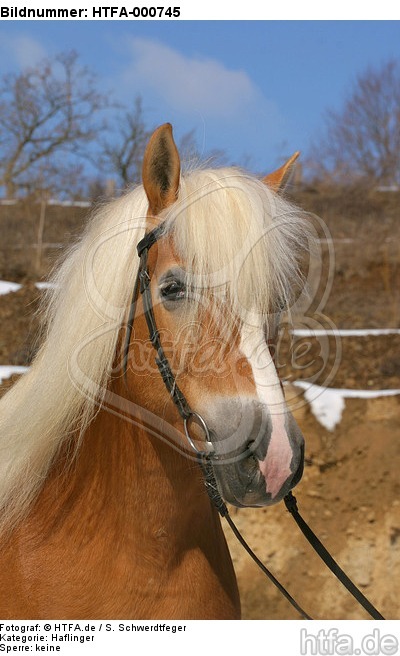 Haflinger Portrait / haflinger horse portrait / HTFA-000745