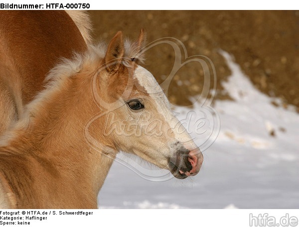 Haflinger Fohlen / haflinger horse foal / HTFA-000750