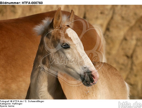 Haflinger Fohlen / haflinger horse foal / HTFA-000760