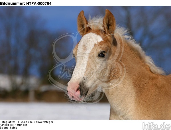 Haflinger Fohlen / haflinger horse foal / HTFA-000764