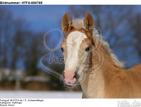Haflinger Fohlen / haflinger horse foal / HTFA-000765