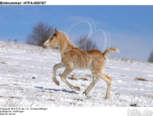 galoppierendes Haflinger Fohlen / galloping haflinger horse foal / HTFA-000767