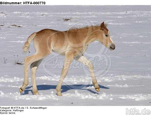 Haflinger Fohlen / haflinger horse foal / HTFA-000770