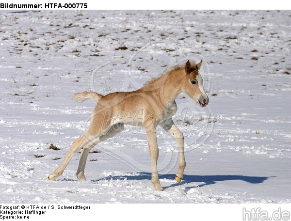 galoppierendes Haflinger Fohlen / galloping haflinger horse foal / HTFA-000775