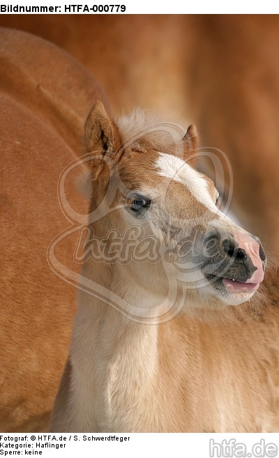 Haflinger Fohlen / haflinger horse foal / HTFA-000779